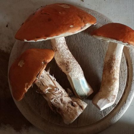Horni Plana ξενώνας Εξωτερικό φωτογραφία