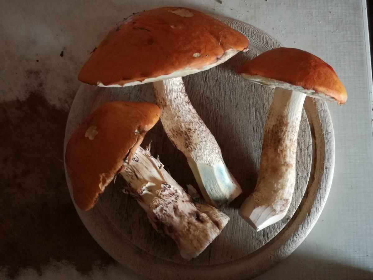 Horni Plana ξενώνας Εξωτερικό φωτογραφία